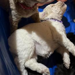 Goldendoodles from Zarrah’s Babies