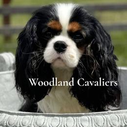 Brody - Cavalier King Charles Spaniel