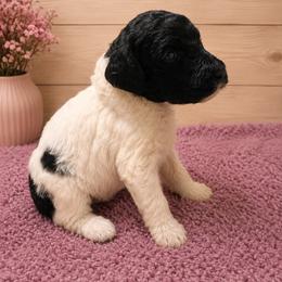 Gale - Parti female Poodle puppy in Washington, Pennsylvania from Patriotic Poodles