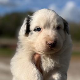 Blue - Blue merle male Australian Shepherd puppy in Orlando, Florida from Skaky Shepherds