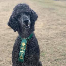 Gauge  - Poodle