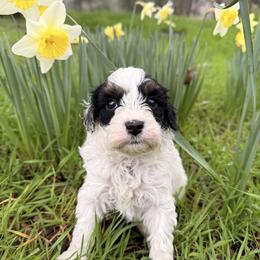 T.L - Tri-color male Cavapoo puppy in Redding, California from O’Hara  Doodles