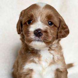 Green - Red male Australian Labradoodle puppy in Auburn, Washington from West Valley Labradoodles