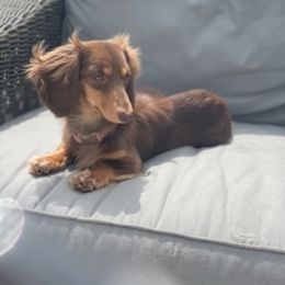 Chachi - Dachshund