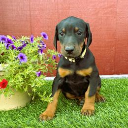 Ember - Black and rust female Doberman Pinscher puppy in Orcutt, California from Solomon Creek K9