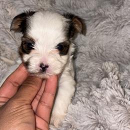 Male 2 - Parti male Yorkshire Terrier puppy in Fredericksburg, Virginia from VA Exclusive Yorkies
