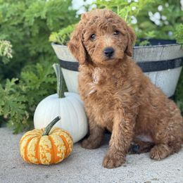 Lester - Red  male Goldendoodle puppy in Oxford, Pennsylvania from FriendlyPals