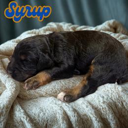 Syrup - Sable male Aussiedoodle puppy in Ellenburg Center, New York from Kristin's Puppies