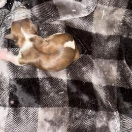 Boy 5 - Liver and white male Shih Tzu puppy in Springfield, Missouri from Lopez Family Tails