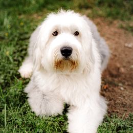 Sir Watson - Sheepadoodle