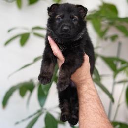 Ronan - Sable male German Shepherd puppy in Coarsegold, California from Yosemite Shepherds