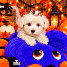 Stella - Wheaten female Miniature Schnauzer puppy in Macks Creek, Missouri from Fluffy Buttz