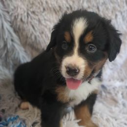 Girl 2 - Black rust and white female Bernese Mountain Dog puppy in Nicholson, Georgia from Bernese Mountain Dogs of Pony Trail Farm