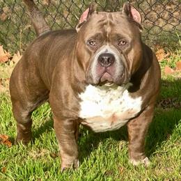 Mozzy - American Bully