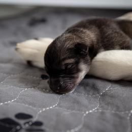 Siberian Husky Puppies from Ivie Huskies