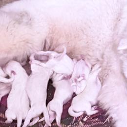 Levi - White male American Eskimo Dog puppy in Placerville, California from White Gypsy Ranch