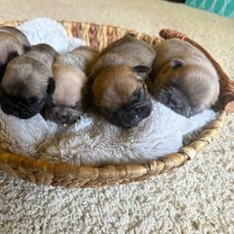 Standard fawn - Fawn male French Bulldog puppy in Billings, Montana from Yellowstone Frenchies