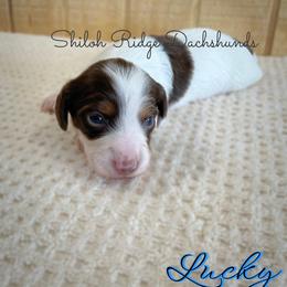 Dachshund Puppies from Shiloh Ridge Dachshunds