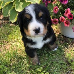 Eddie - Black rust and white male Bernese Mountain Dog puppy in Pekin, Illinois from Knight Bernese