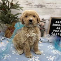 Icon - Cream male Goldendoodle puppy in Lisbon, Ohio from Willow Lane Doodles