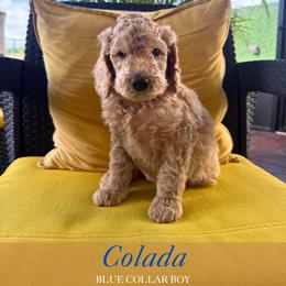 Colada - Apricot male Goldendoodle puppy in Miami, Florida from Kalidoodlee