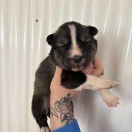 Yellow - Agouti and white female Siberian Husky puppy in Jonesborough, Tennessee from Dry Creek Siberians
