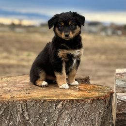 Australian Shepherd Puppies from 2Harts Aussies