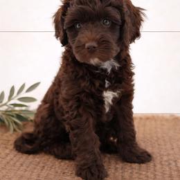 Red - Brown and white male Aussiedoodle puppy in Byron, Georgia from Southern Olive Doodles 🫒