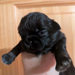 Dobie Girl 1 - Black and tan female Shih Tzu puppy in Surry, Maine from McKayla Hairston