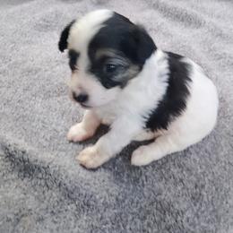 Maltipoo Puppies from North Star Kennel