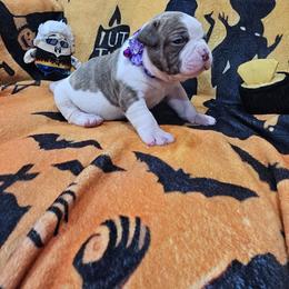 Sassy - White and red female American Bulldog puppy in Homestead, Florida from BackyardfinestBullys