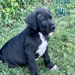 Great Dane Puppies from Laxton Danes