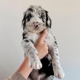 Quincy - Blue merle male Sheepadoodle puppy in Wabash, Indiana from DOODCompany