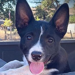 Australian Shepherds and Border Collies from Wild Rose Ranch
