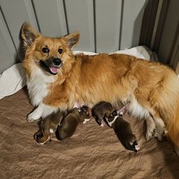 Litter photos and videos - Red female Pembroke Welsh Corgi puppy in Deming, New Mexico from Dragon Ridge Corgis