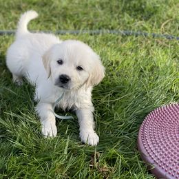 Boy 3 - Golden Retriever puppy in Brewster, Washington from AB & Co. Goldens
