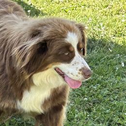Holly - Miniature Australian Shepherd