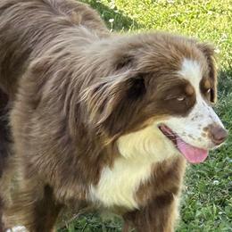 Holly - Miniature Australian Shepherd