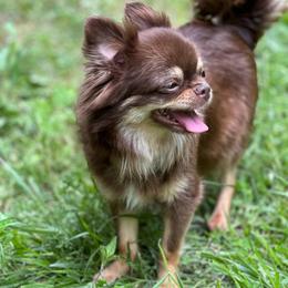 Cc - Chihuahua