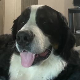 Sophia  - Bernese Mountain Dog