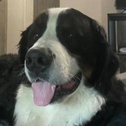 Sophia  - Bernese Mountain Dog