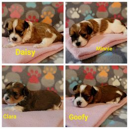 Havanese puppies from Heaven Sent Havanese