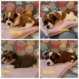 Havanese puppies from Heaven Sent Havanese