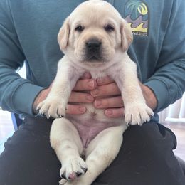 White - Yellow female Labrador Retriever puppy in Temecula, California from Oak Valley Labradors
