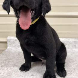 Labrador Retriever Puppies from Brush Creek Retrievers
