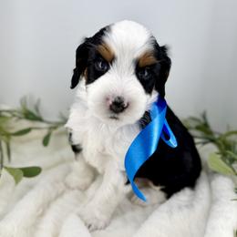 Boy 4 - male Bernedoodle puppy in Mapleton, Utah from Natural Doodle Life