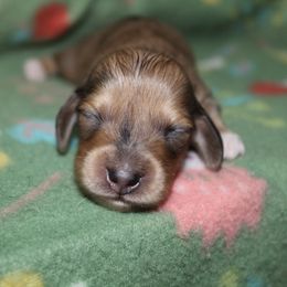 Jedi - Dapple male Dachshund puppy in La Junta, Colorado from Royal King’s Mini Dachshunds