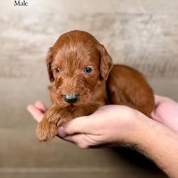 Kylo - Red  male Goldendoodle puppy in Abilene, Texas from Mesquite Kennels