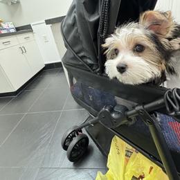 Parti female - Parti female Yorkshire Terrier puppy in Pikeville, North Carolina from A Yorkie’s World