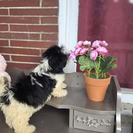 Oreo - Black and white female Shih Tzu puppy in York, Pennsylvania from Aliah puppy boutique